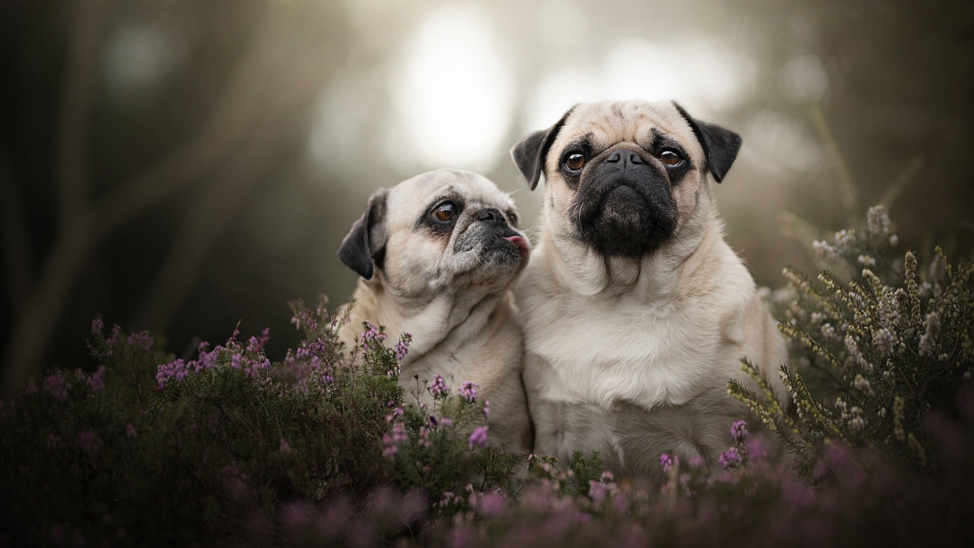 跨越经纬的统治，佩德里的魔术与马竞体系的降维打击