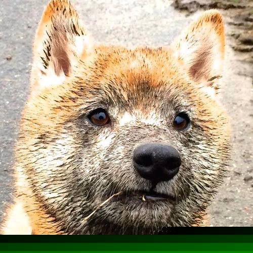 富安健洋爆发成枪手新罗德里，利物浦硬仗取胜彰显冠军底蕴