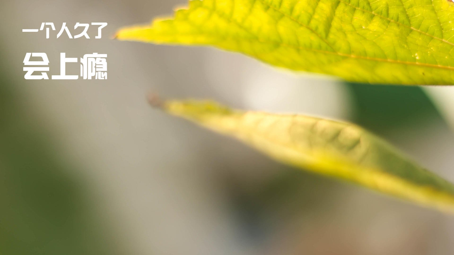 阿坎吉一柱擎天诠释何谓全场最佳，波兰用节奏枷锁扼杀加拿大