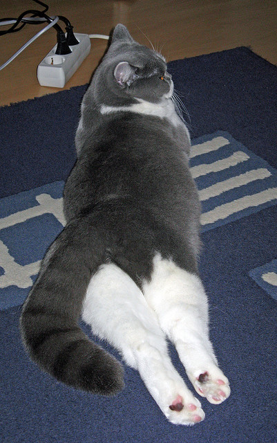 舞台即疆域,当锡安在排名之夜的熔炉中加冕