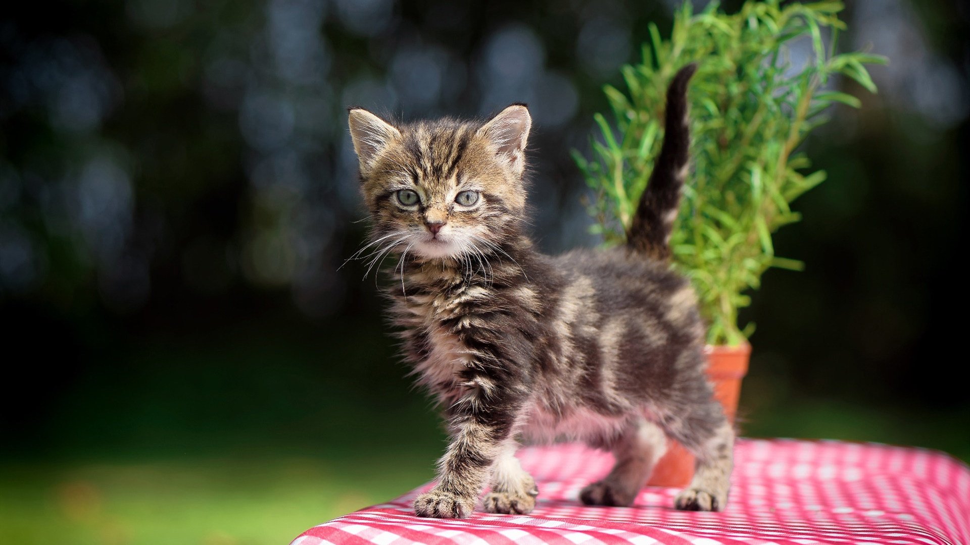 篮球大航海时代,文班亚马数据全面爆炸与浙江队血拼森林狼的背后