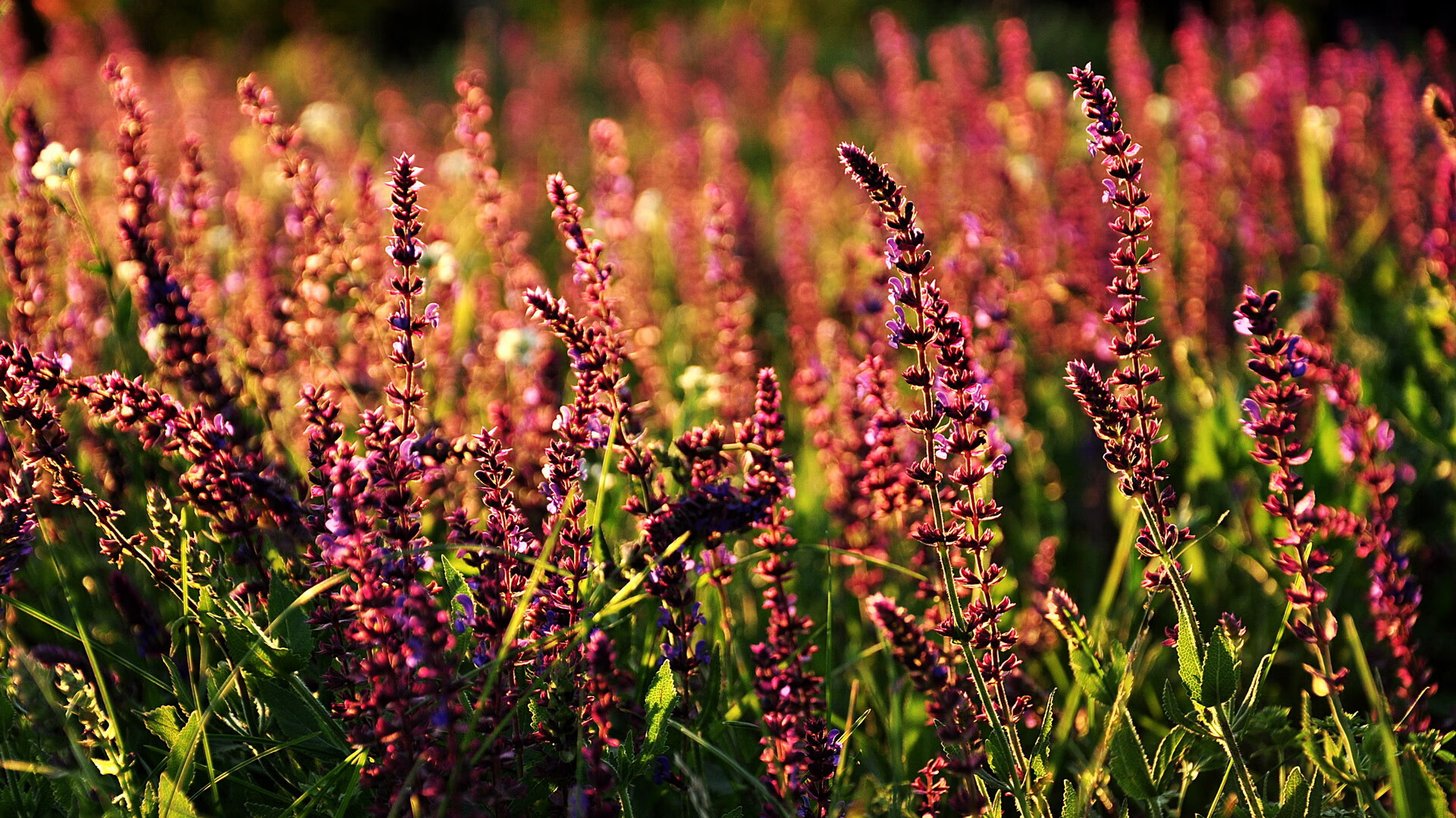 淬火獠牙，当福克斯亮出实力的夜晚，猛龙已然收割广厦