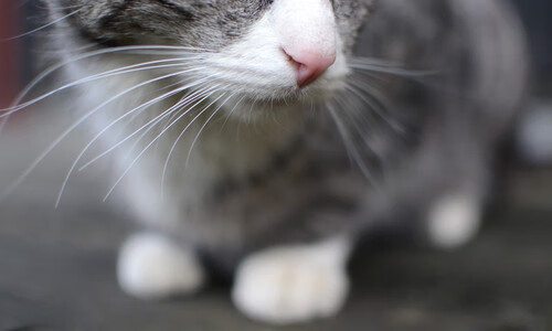 西决生死战之夜,千钧止血与静默制空者