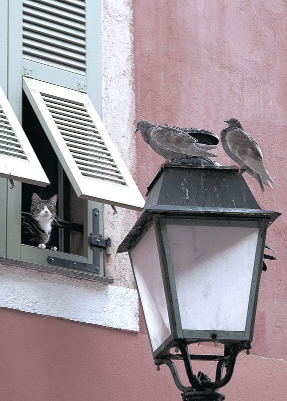 破解决胜密码，文班亚马关键时刻一击，勇士险胜森林狼