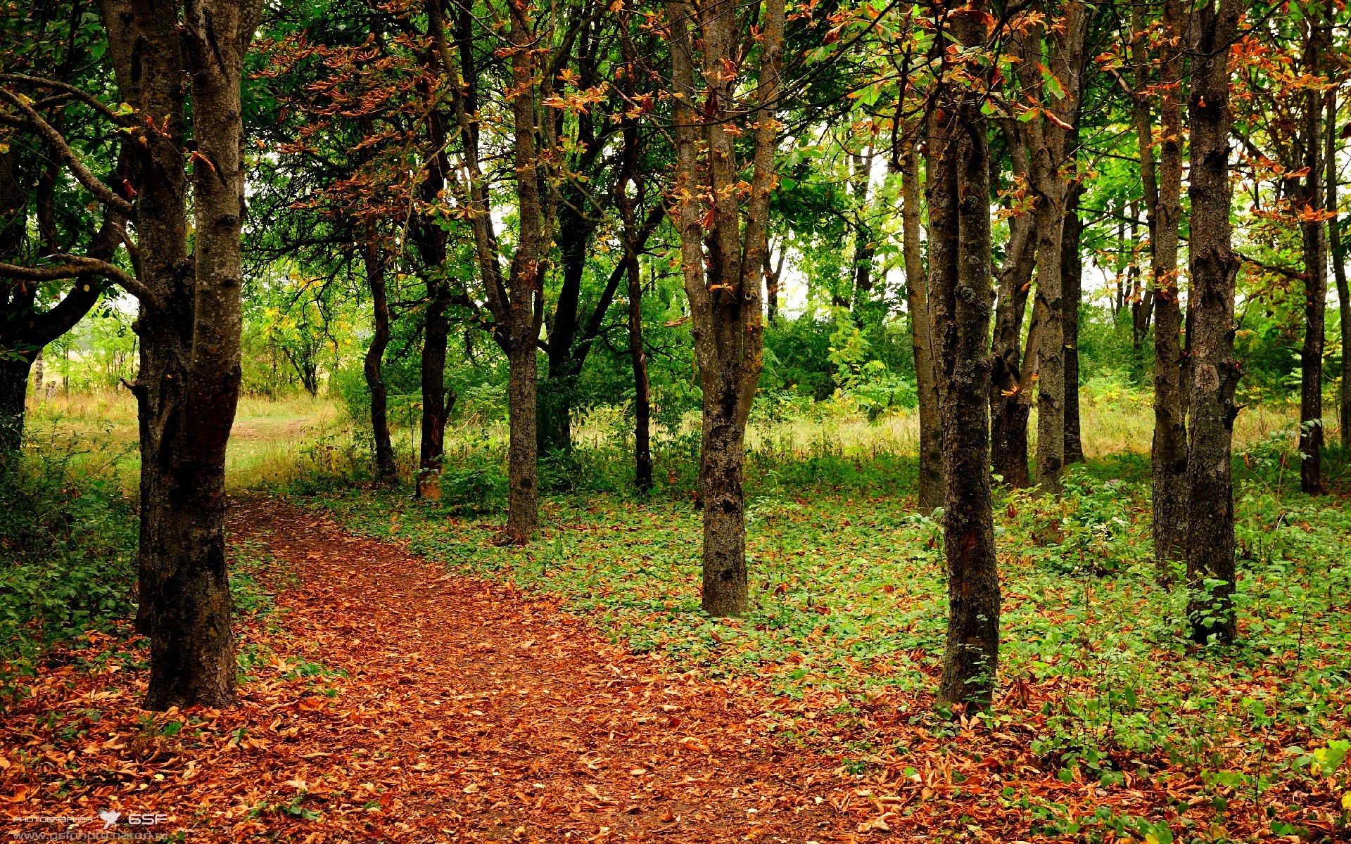 速度与激情，开拓者在F1街道赛焦点战中力克步行者