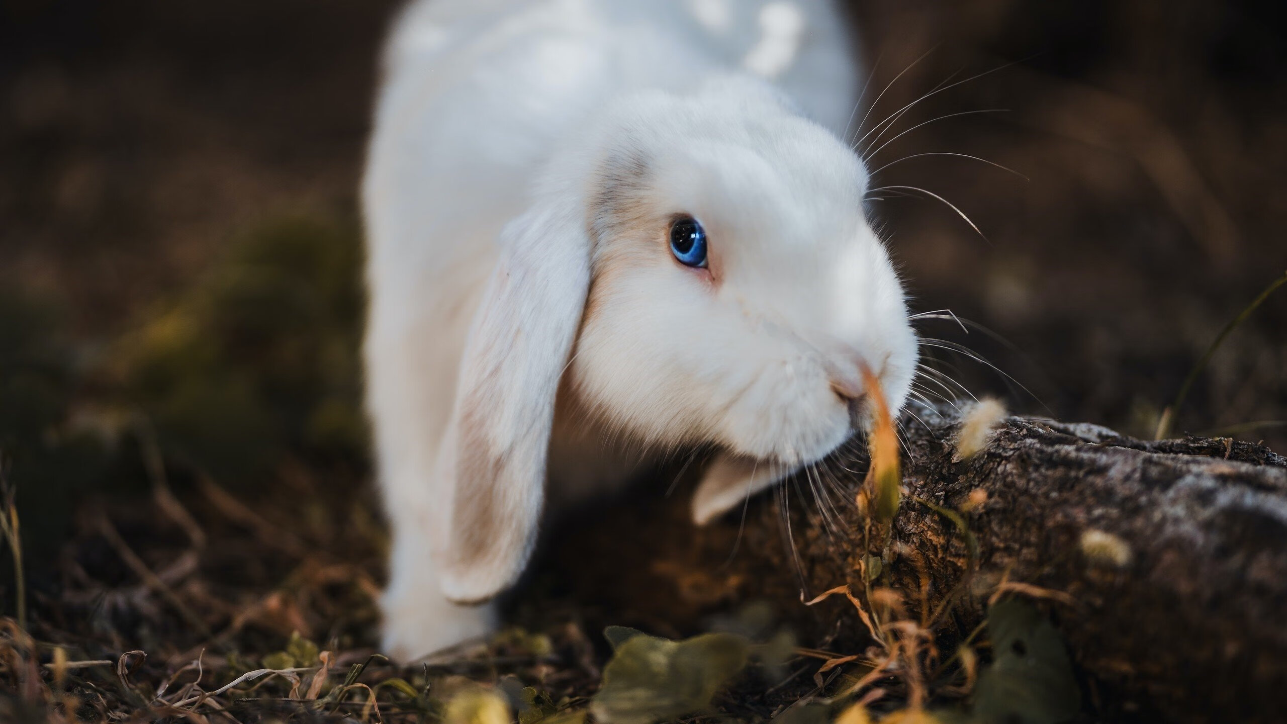 弈局，浙江队的团队胜利与马克西的个人证明