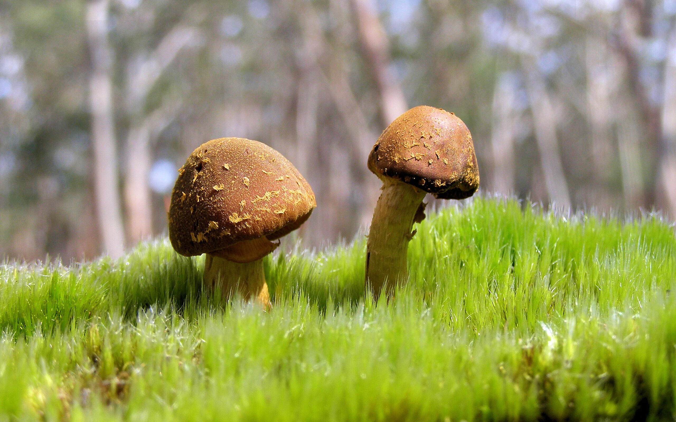 当砍分狂潮吞没精密仪器，詹姆斯一人改写剧本，山西让联盟头羊现原形