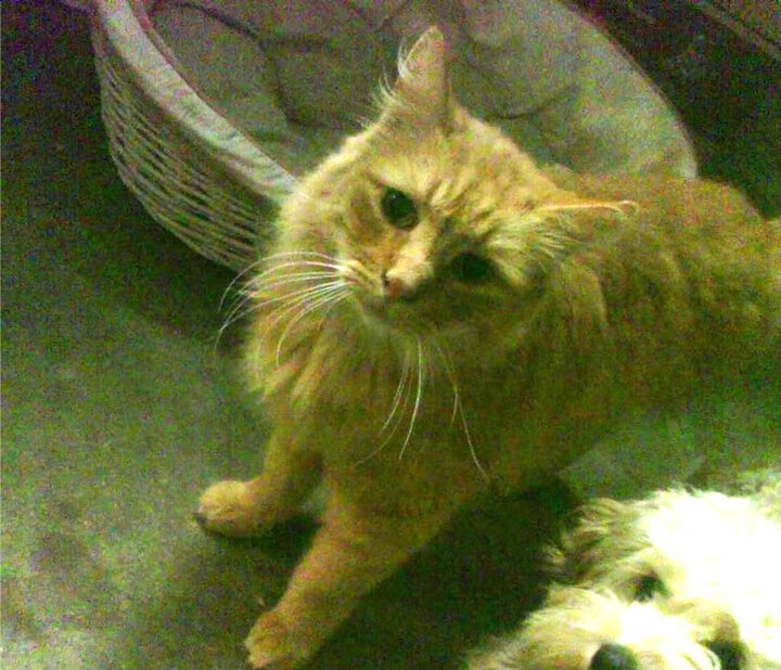 大场面先生，孙兴慜与克瓦拉茨赫利亚—亚洲双子星的关键时刻