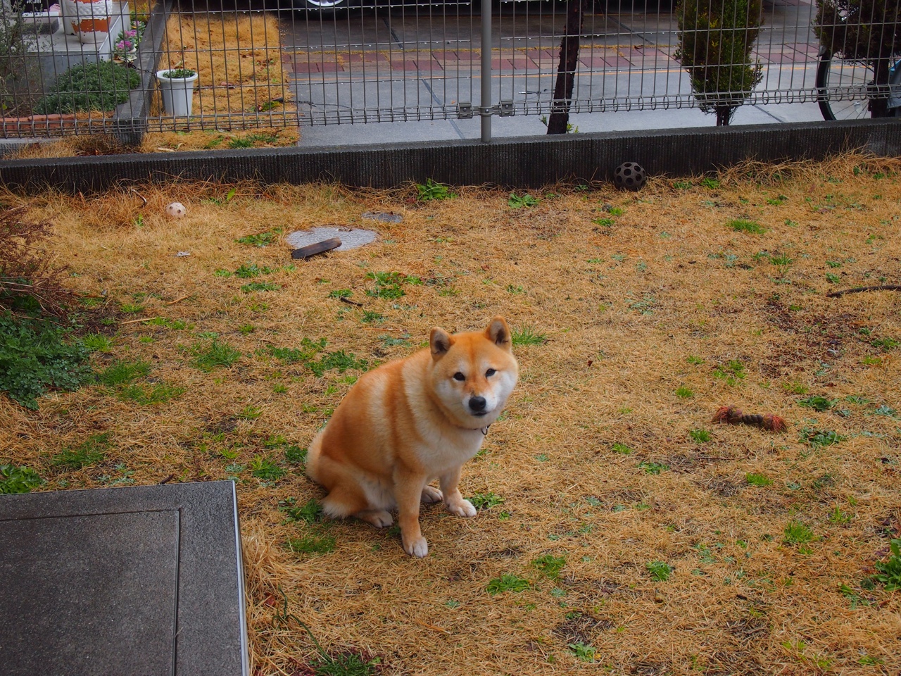 哨声撬动地球，富安健洋在美加墨之夜如何定义冠军级表现