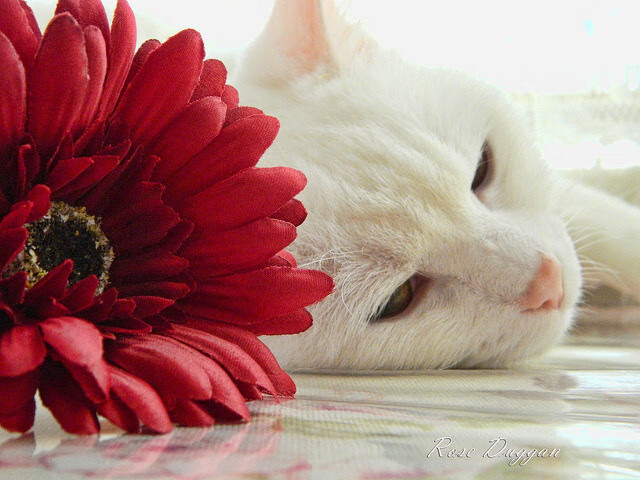 佛罗伦萨之闪电,楚阿梅尼三分钟定江山,马竞王朝在叹息中崩塌