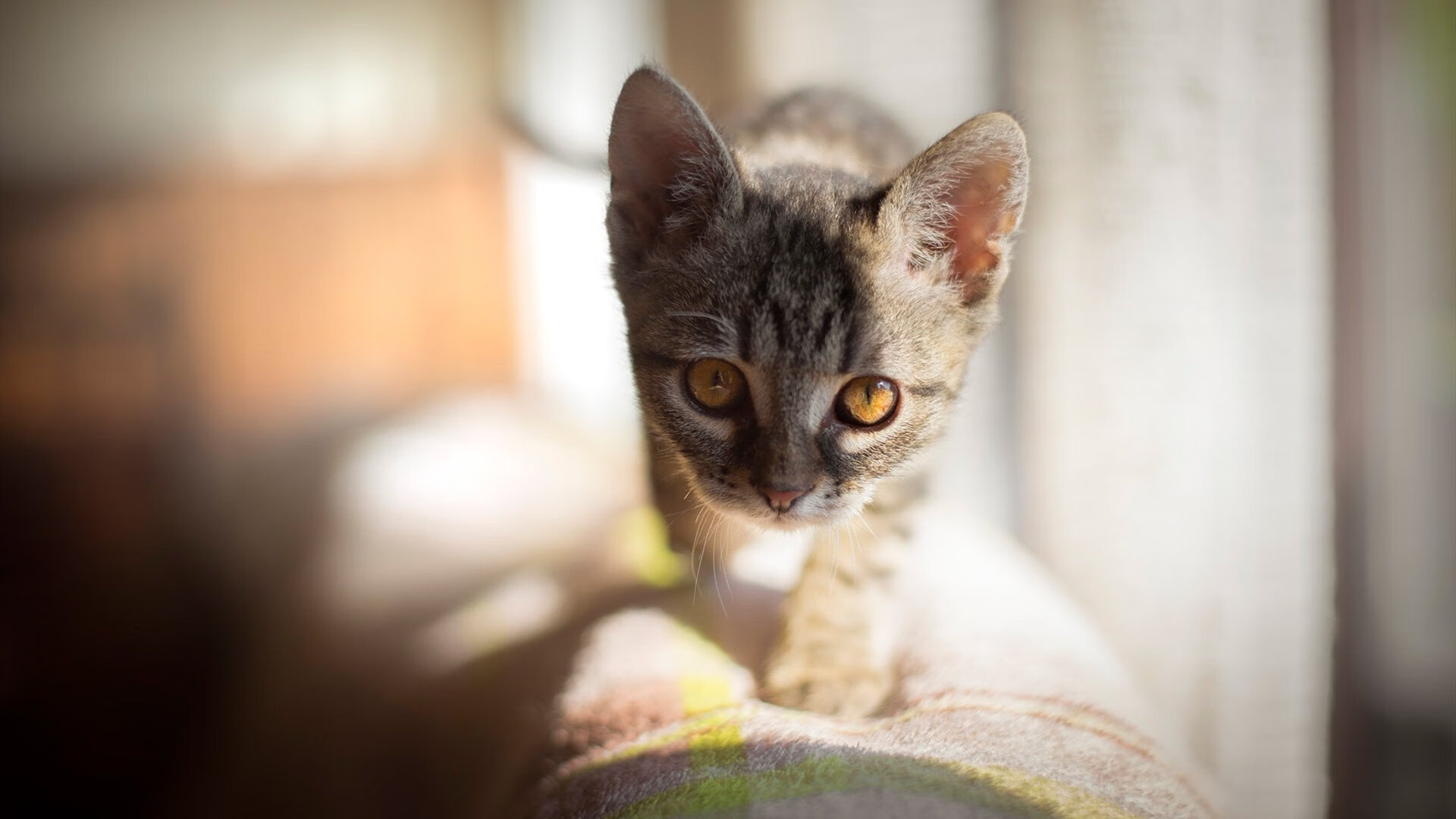 天幕下的金字塔,萨拉赫在2026世界杯之夜的永恒坐标